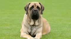 Преклопни кучиња: преглед на раса на брчки