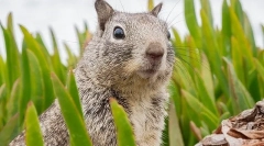 Содржината на mebmunk дома