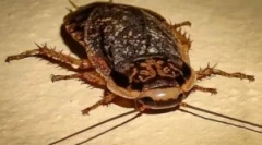 Содржина и хранење на мермер лебарки