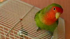 Содржина и грижа за љубителите дома