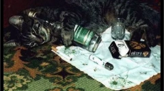 Cat содржина