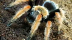 Содржина на пајакот-живина дома