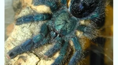 Содржината на пајаците во куќата