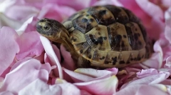 Содржината на копнените желки дома