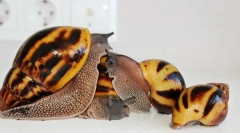 Содржината на ахатин полжави и правила за домашна нега