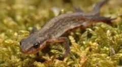 Содржината на амфибиските куќи