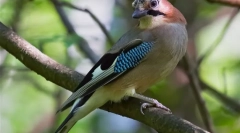 Сојука (фото) - птица, впечатлива со неговиот репертоар