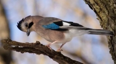 Заеднички jike