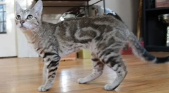 Сокок (сумкок, кенија шума)