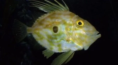 Suncher обичен