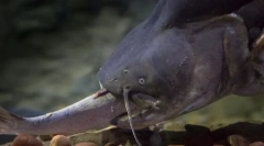 Сом солдатов