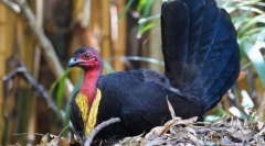 Пилешко пилешко