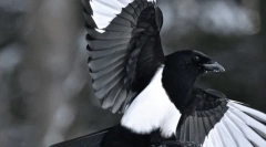 Magpie
