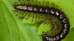 За жал кошула и други видови на повеќе патичи