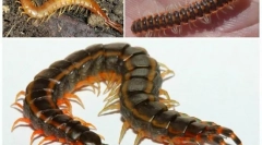 Жал-стаклен софтвер: опис и начин на живот