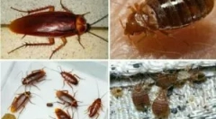 Соживот на грешки и лебарки во рамките на станот