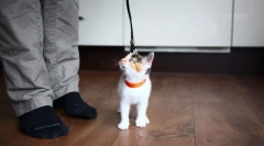 Современи методи за обука на мачки