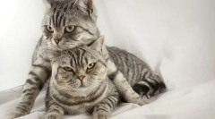 Парење мачки