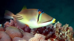 Пинот насликан