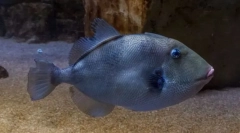 Греј санкирогого