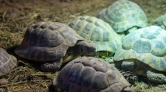 Хибернираат желки како зимска желка