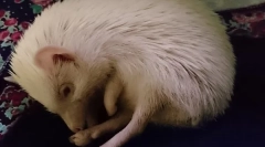 Hibernation hedgehogs каде и како ежи