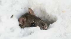 Дали глувчето спие во зима?