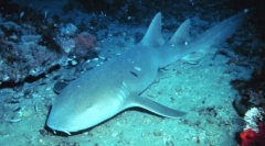 Дали риба спие?