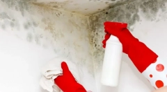 Методи и алатки за да се ослободи од габа на ѕидовите