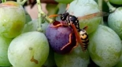 Методи и средства за заштита на грозјето од оперативниот систем