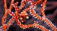 Начини за маска и заштита од риба