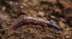 Начини за поместување на дождот