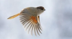 Методи на движење во птици