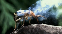 Начини за заштита на инсекти