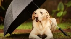 Спреј од болви за животни и куќи