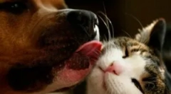 Спреј бар за мачки и кучиња