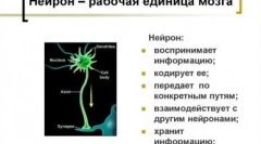 Споредете ја разузнавањето со мачки и кучиња: кој е попаметен