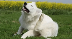 Датотека од болвата и крлежи за кучиња и мачки