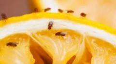 Средства од гну и овошје мошад