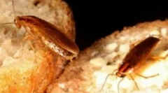 Алатки од лебарки, безбедно за деца и животни