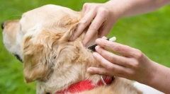 Средства за превенција и третман од болви