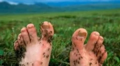 Алатки заштита од комарци во природата