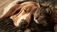 Значи адвокат: состав и упатства за употреба