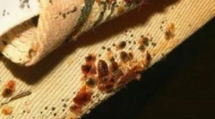 Блокбастер од грешки, лебарки и други инсекти