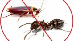 Fas алатка: ослободување на форми и апликации