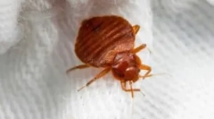 Калоп чиста куќа