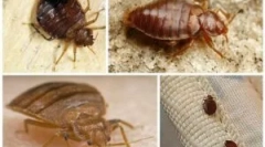 Алатки од пченка проеј (зондер)