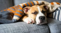 Staphylococccus во кучиња: симптоми, третман, превенција