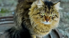 Стара мачка. Знаци, нега, храна