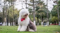 Staroangalian овчарда